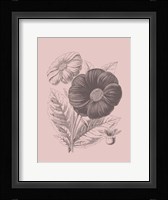 Single Dahlias Blush Pink Flower Framed Print