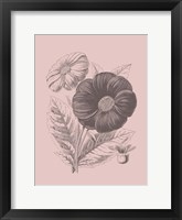 Single Dahlias Blush Pink Flower Framed Print