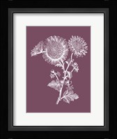 Small Anemone Purple Flower Framed Print