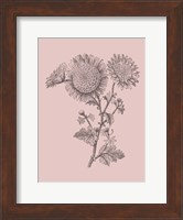 Small Anemone Blush Pink Flower Fine Art Print