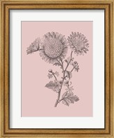 Small Anemone Blush Pink Flower Fine Art Print