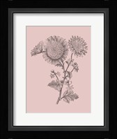 Small Anemone Blush Pink Flower Framed Print