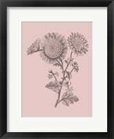 Small Anemone Blush Pink Flower Framed Print