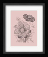 Dahlias Blush Pink Flower Framed Print