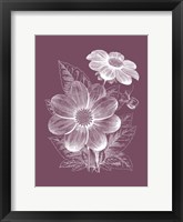 Dahlias Purple Flower Framed Print