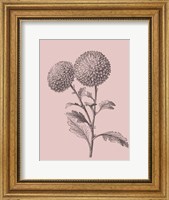 Quilled Pompone Blush Pink Flower Fine Art Print
