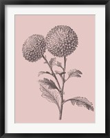Quilled Pompone Blush Pink Flower Fine Art Print