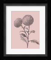 Quilled Pompone Blush Pink Flower Framed Print
