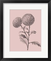 Quilled Pompone Blush Pink Flower Framed Print