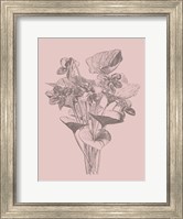Viola Cucullate Blush Pink Flower Fine Art Print