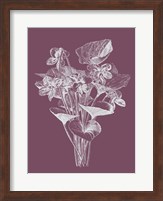 Viola Cucullate Purple Flower Fine Art Print