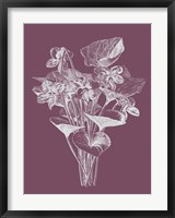 Viola Cucullate Purple Flower Fine Art Print