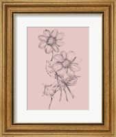 Blush Pink Flower Sketch Fine Art Print