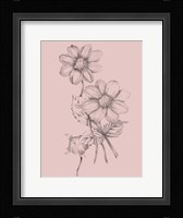Blush Pink Flower Sketch Framed Print