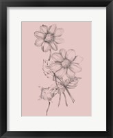 Blush Pink Flower Sketch Framed Print