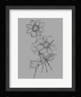 Flower Sketch Framed Print