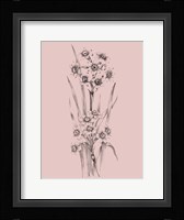 Blush Pink Flower Sketch I Framed Print