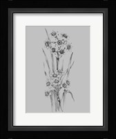 Flower Sketch I Framed Print