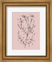 Blush Pink Flower Sketch II Fine Art Print