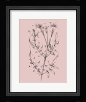 Blush Pink Flower Sketch II Framed Print