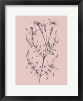 Blush Pink Flower Sketch II Framed Print
