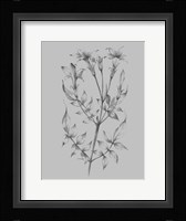 Flower Sketch II Framed Print