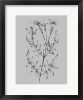 Flower Sketch II Framed Print