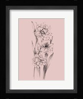 Blush Pink Flower Sketch III Framed Print