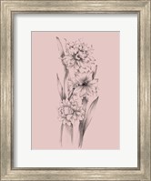 Blush Pink Flower Sketch III Fine Art Print