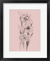 Blush Pink Flower Sketch III Framed Print