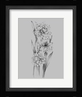 Flower Sketch III Framed Print