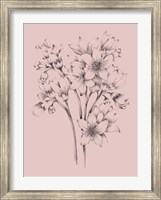 Blush Pink Flower Drawing Fine Art Print
