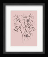 Blush Pink Flower Drawing Framed Print