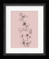 Blush Pink Flower Drawing I Framed Print