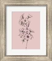 Blush Pink Flower Drawing II Fine Art Print