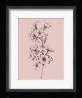 Blush Pink Flower Drawing II Framed Print
