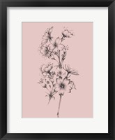 Blush Pink Flower Drawing II Framed Print