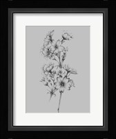 Flower Drawing II Framed Print