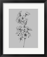Flower Drawing II Framed Print