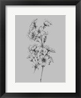 Flower Drawing II Framed Print