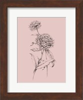 Blush Pink Flower Drawing III Fine Art Print