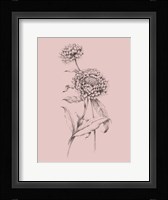 Blush Pink Flower Drawing III Framed Print