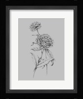 Flower Drawing III Framed Print