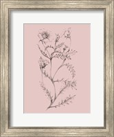 Blush Pink Flower Illustration I Fine Art Print
