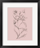 Blush Pink Flower Illustration I Framed Print