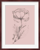 Blush Pink Flower Illustration II Fine Art Print