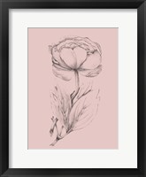 Blush Pink Flower Illustration II Framed Print