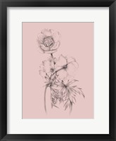 Blush Pink Flower Illustration III Framed Print