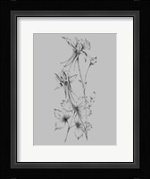 Grey Flower Sketch Framed Print