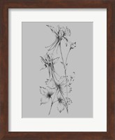 Grey Flower Sketch Fine Art Print